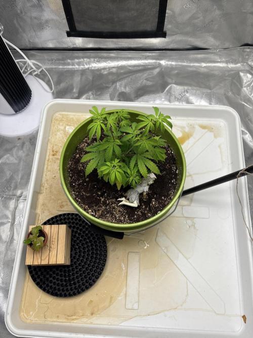 😈 Davy Jone’s Locker 😈. Week 4 - Had to buy distilled water to keep up with calcium build up from tap water