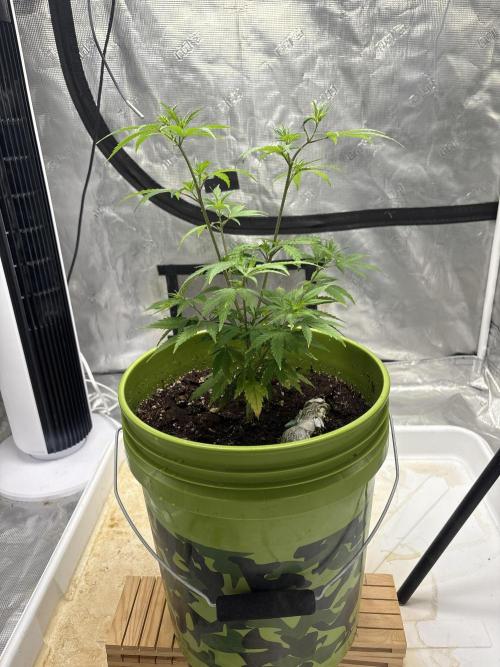 😈 Davy Jone’s Locker 😈. Week 5 - 3200ppm