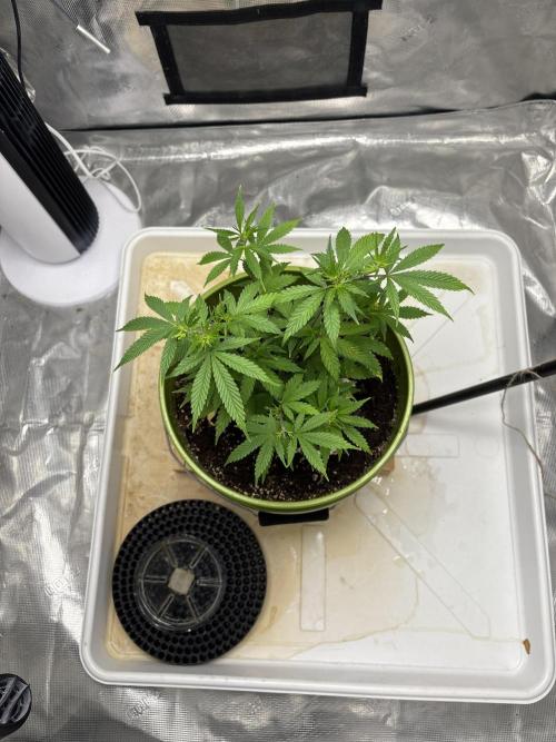 😈 Davy Jone’s Locker 😈. Week 5 - 3200ppm