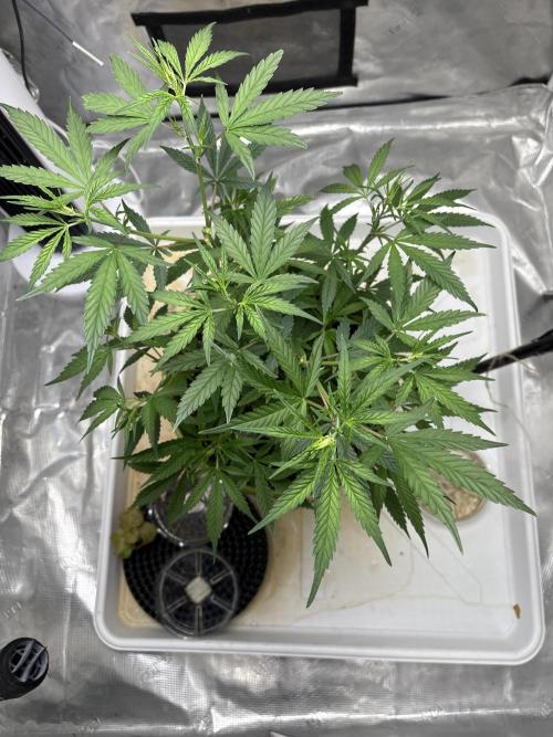 😈 Davy Jone’s Locker 😈. Week 6 - No top