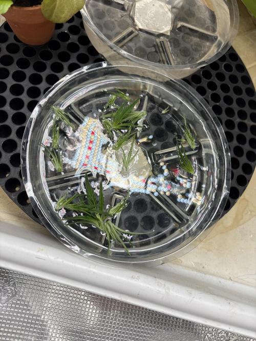 😈 Davy Jone’s Locker 😈. Week 6 - Straight top 