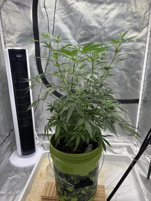 😈 Davy Jone’s Locker 😈. Week 7 - Need to buy a new fert 