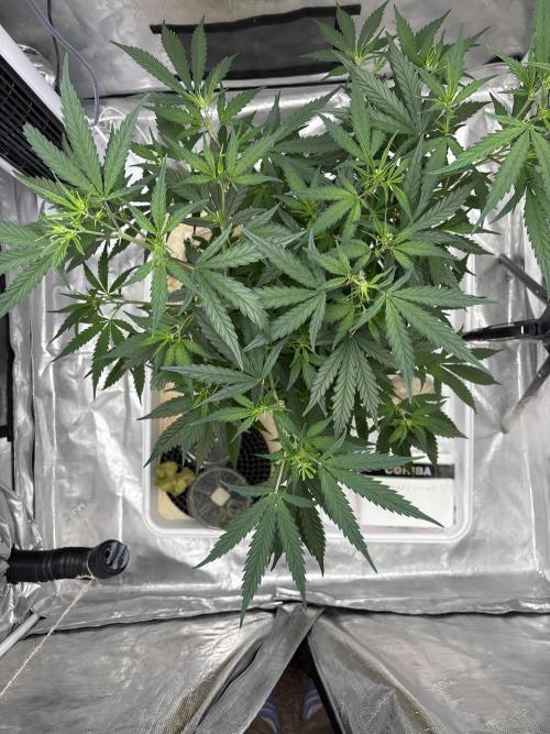 😈 Davy Jone’s Locker 😈. Week 7