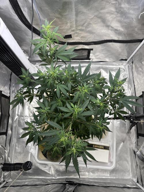 White Widow. Week 8