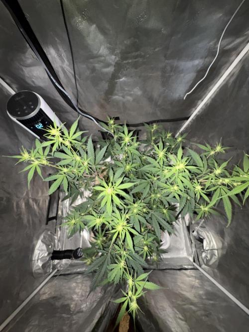 White Widow. Week 9