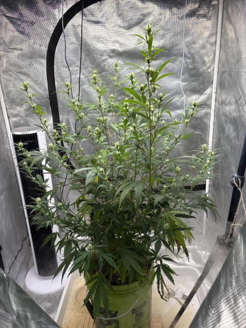 😈 Davy Jone’s Locker 😈. Week 10 - Might move to a 13gal pot