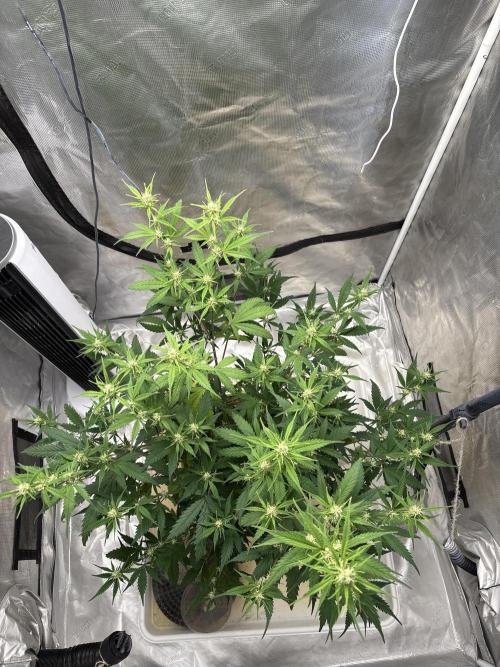 White Widow. Week 10