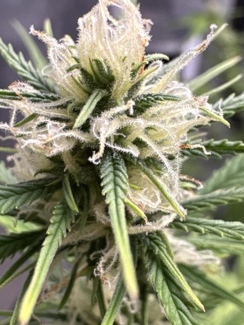 White Widow. Week 11