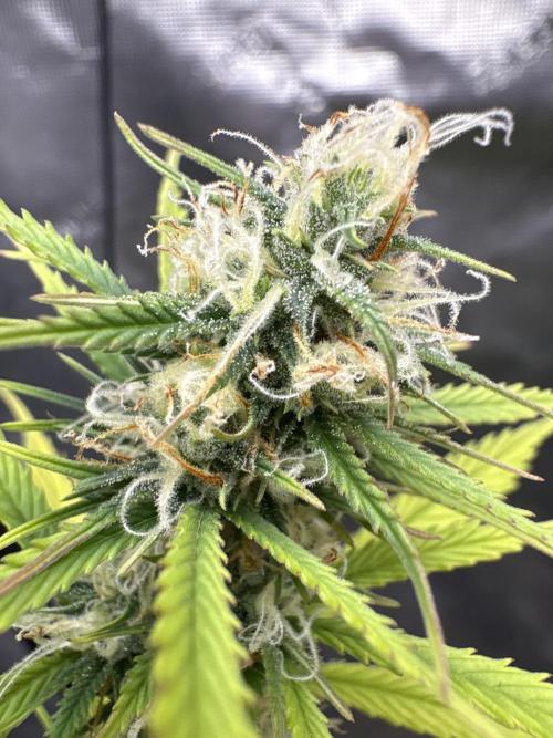 White Widow. Week 12