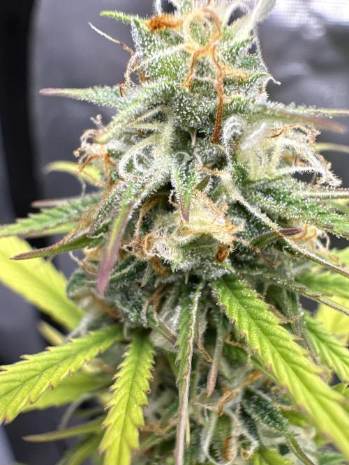 White Widow. Week 13