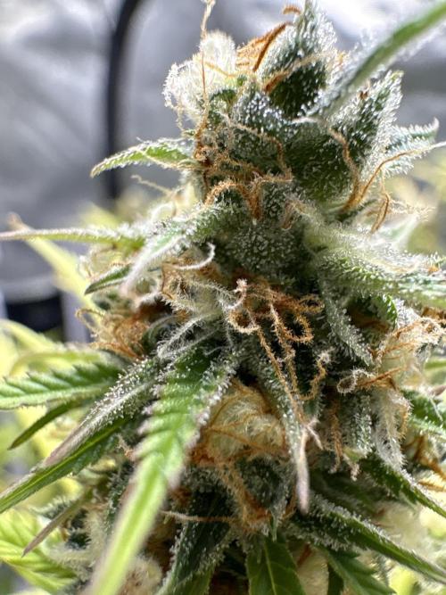 White Widow. Week 14