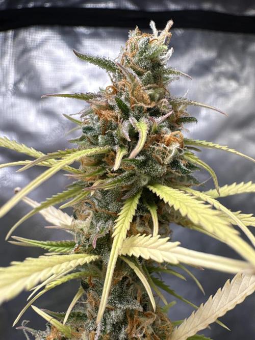 White Widow. Week 15