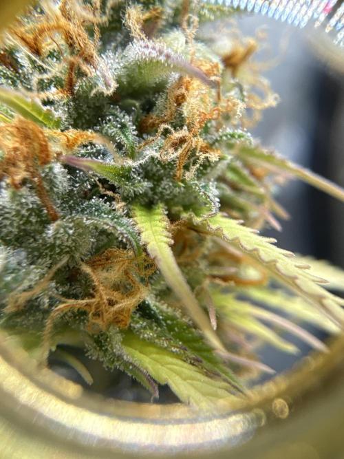 White Widow. Week 15