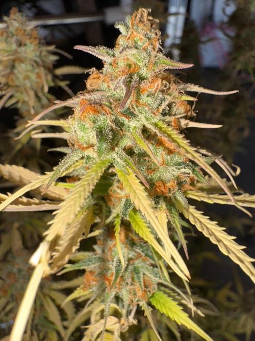 White Widow. Week 16