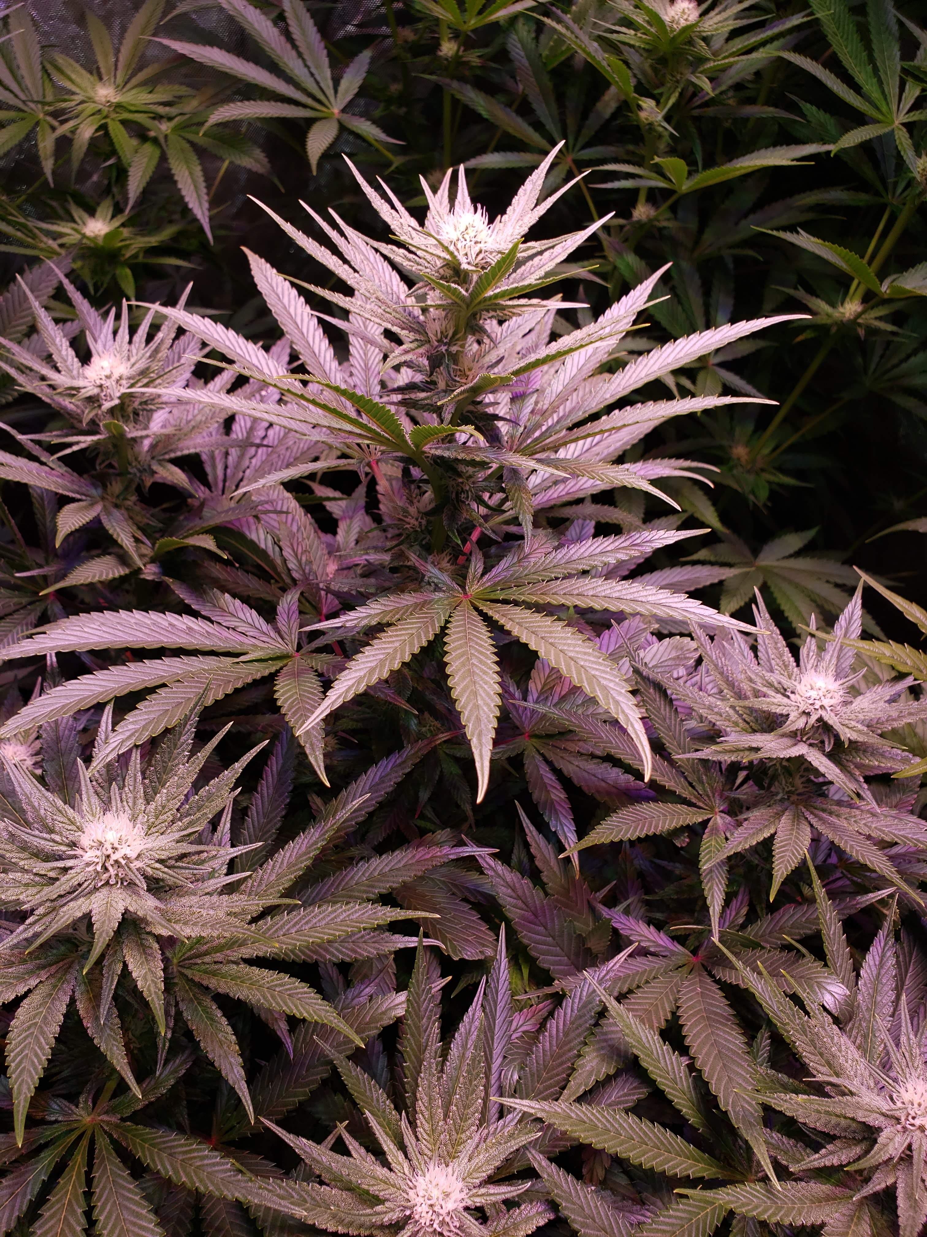 MSNL Cotton Candy Kush grow diary (journal) week3 by Only1life85