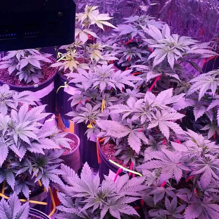 Green poison fast version. Week 1 - the small cup in the middle of the left row