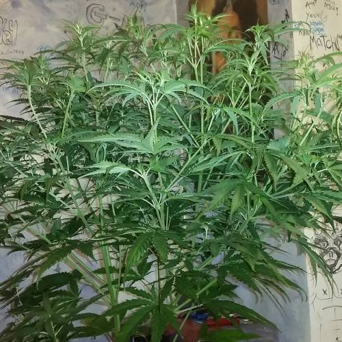 Green poison fast version. Week 9