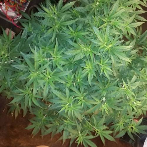 Green poison fast version. Week 9