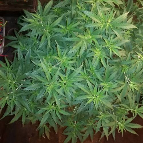 Green poison fast version. Week 9