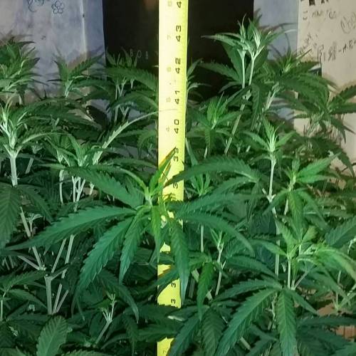 Green poison fast version. Week 9