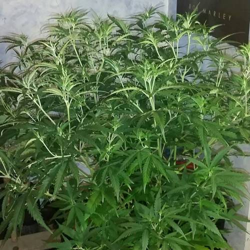 Green poison fast version. Week 9