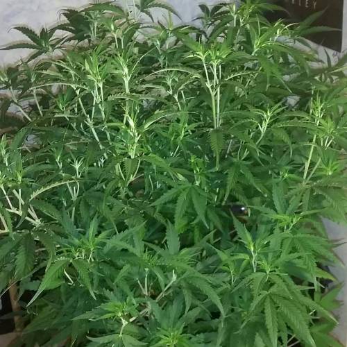 Green poison fast version. Week 9