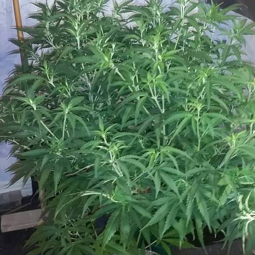 Green poison fast version. Week 9