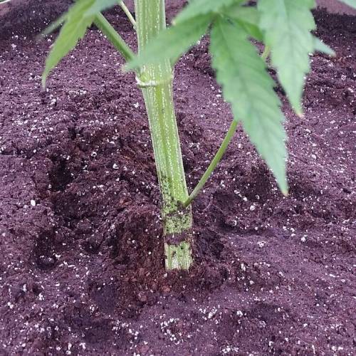 Green poison fast version. Week 10