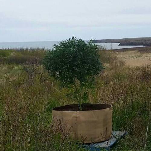 Green poison fast version. Week 10