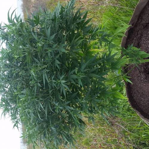 Green poison fast version. Week 10