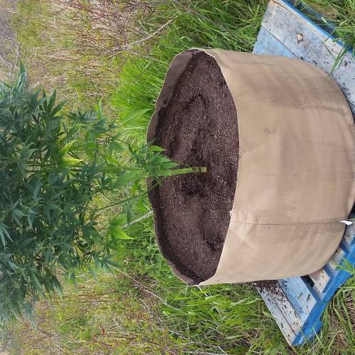 Green poison fast version. Week 10