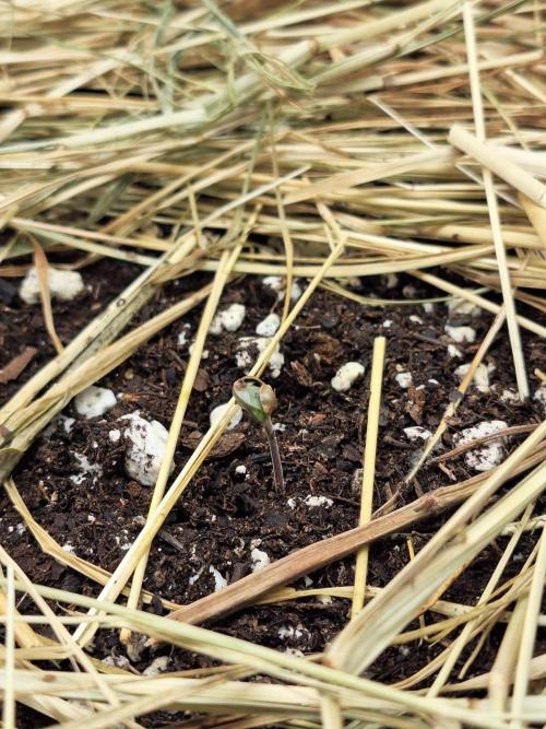 LSD-25 Auto (Living Soil). Week 1 - 01/01/26