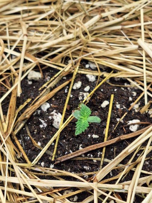 LSD-25 Auto (Living Soil). Week 1 - 01/04/26