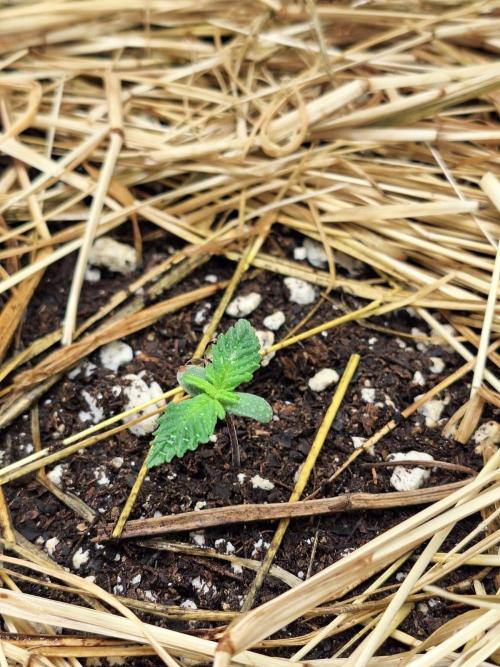 LSD-25 Auto (Living Soil). Week 1 - 01/06/26