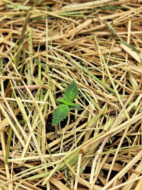 LSD-25 Auto (Living Soil). Week 1 - 01/07/26