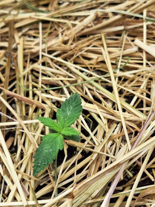 LSD-25 Auto (Living Soil). Week 2 - 09/01/2026