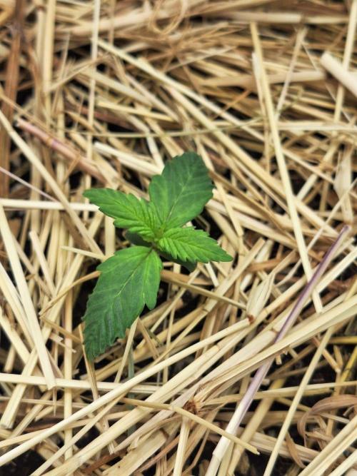 LSD-25 Auto (Living Soil). Week 2 - 11/01/2026