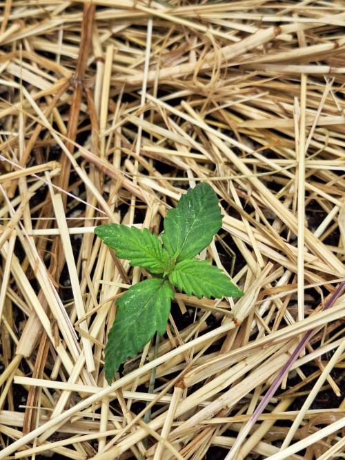 LSD-25 Auto (Living Soil). Week 2 - 12/01/2026