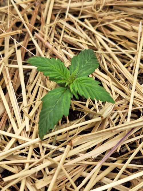 LSD-25 Auto (Living Soil). Week 2 - 13/01/2026