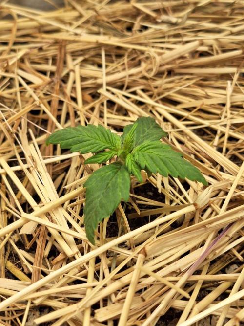 LSD-25 Auto (Living Soil). Week 2 - 14/01/2026