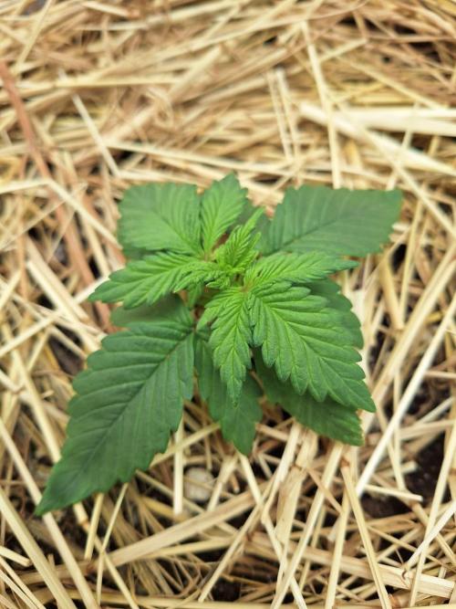 LSD-25 Auto (Living Soil). Week 3 - 01/19/2026