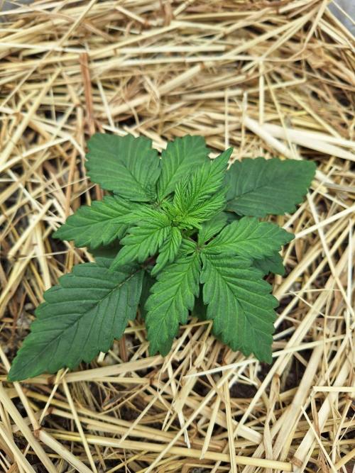 LSD-25 Auto (Living Soil). Week 3 - 01/21/2026