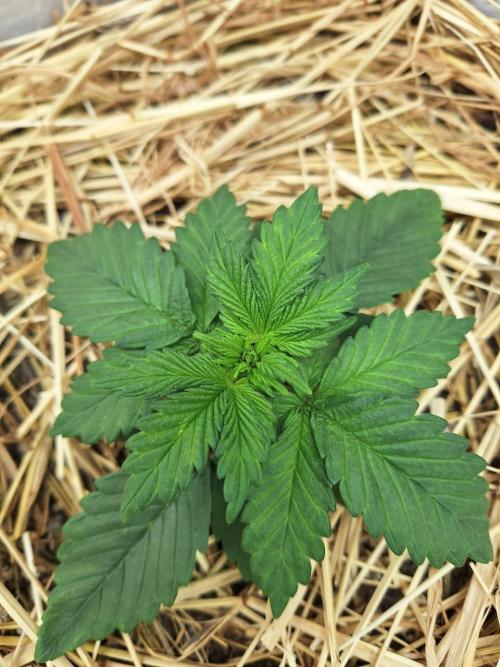 LSD-25 Auto (Living Soil). Week 3 - 01/22/2026