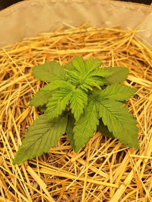 LSD-25 Auto (Living Soil). Week 3 - 01/23/2026