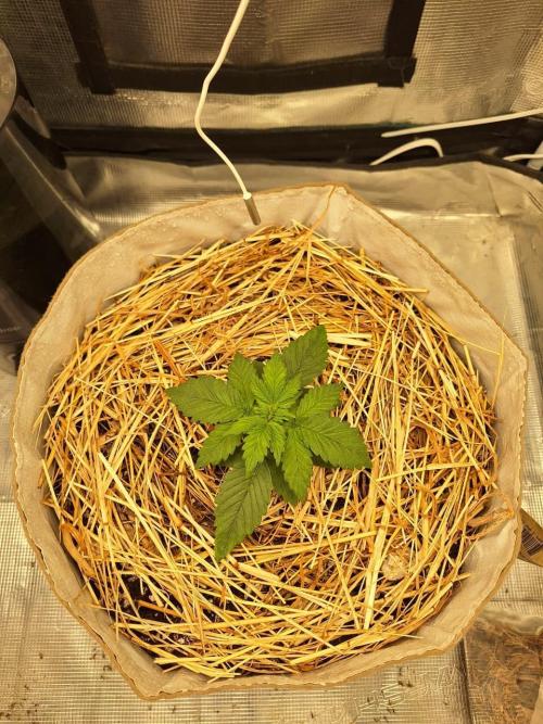 LSD-25 Auto (Living Soil). Week 3 - 01/22/2026