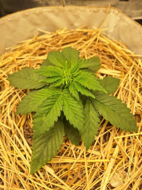 LSD-25 Auto (Living Soil). Week 4 - 01-25-2026