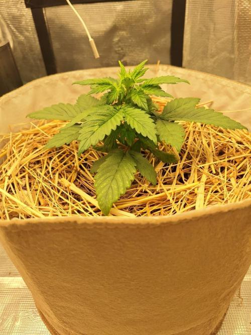 LSD-25 Auto (Living Soil). Week 4 - 01-26-2026