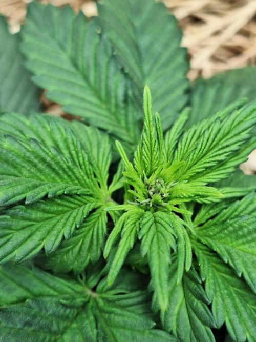 LSD-25 Auto (Living Soil). Week 4 - 01-26-2026