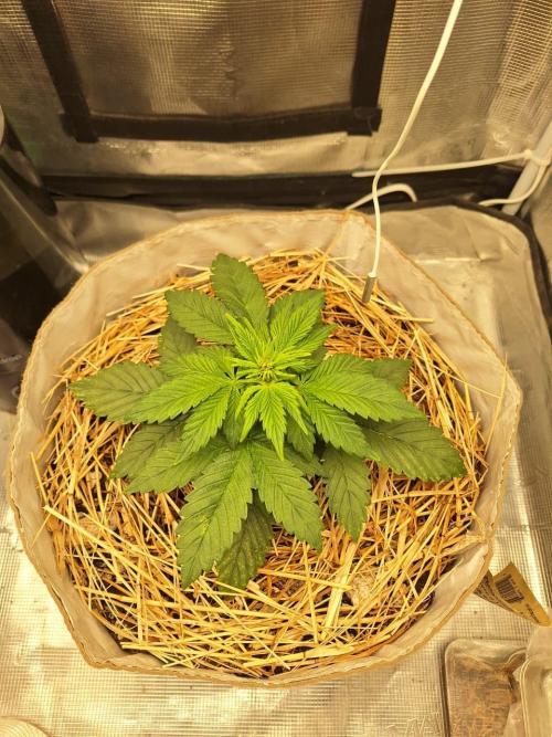 LSD-25 Auto (Living Soil). Week 4 - 01-28-2026