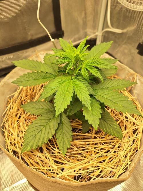 LSD-25 Auto (Living Soil). Week 4 - 01-29-2026